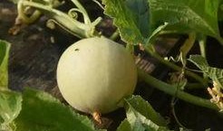 甜瓜跑步爆料视频大全免费观看,免费观看，尽享运动风采